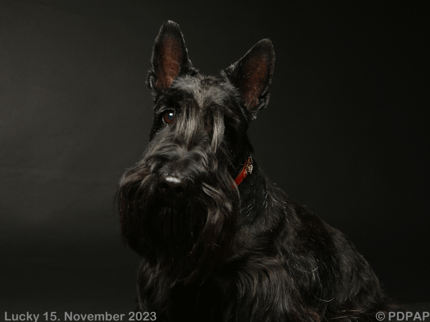 Scottish Terrier