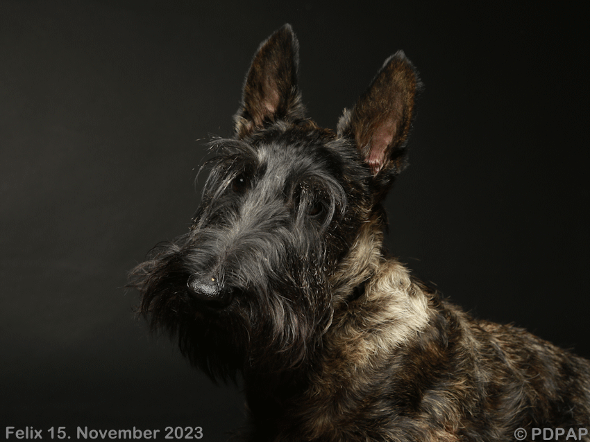 Scottish Terrier