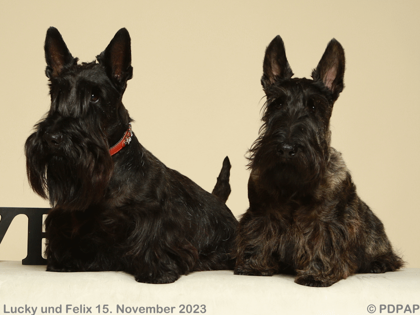 Scottish Terrier