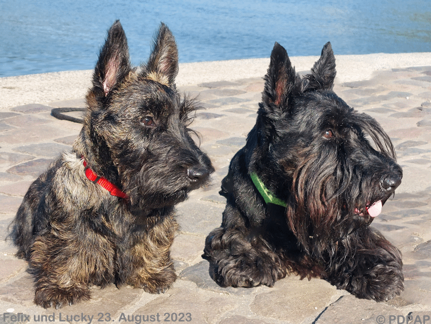 Scottish Terrier