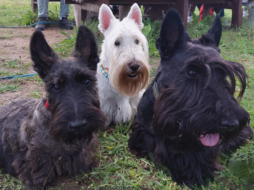 Scottish Terrier