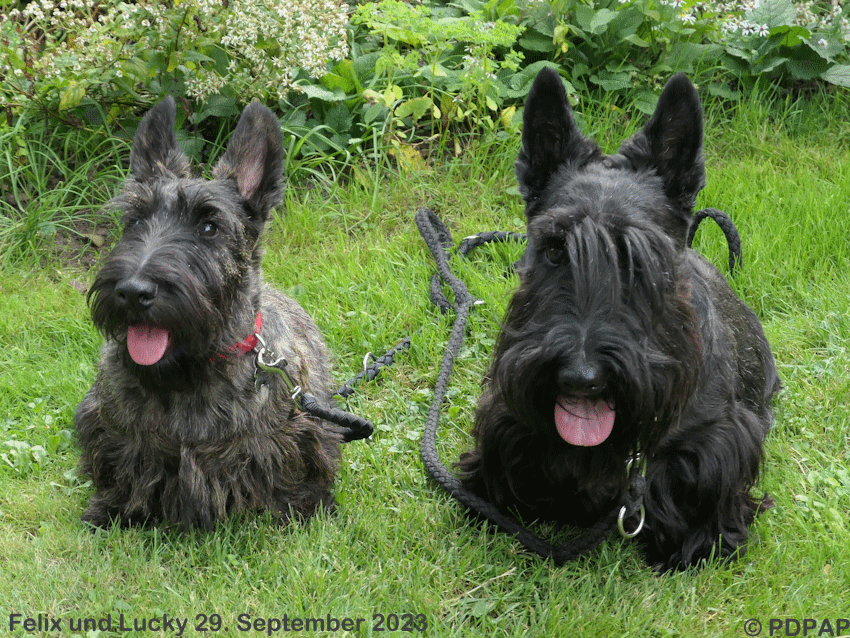 Scottish Terrier