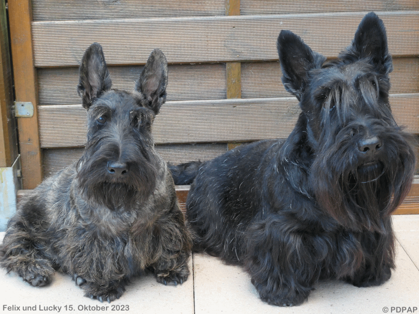 Scottish Terrier