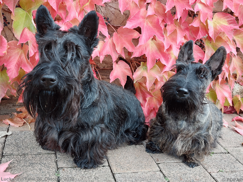 Scottish Terrier