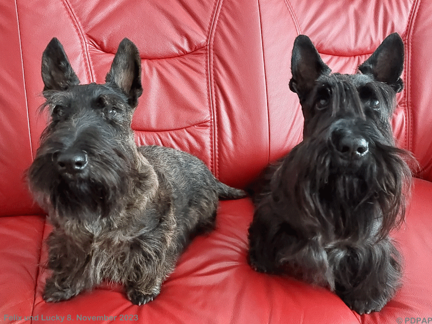 Scottish Terrier