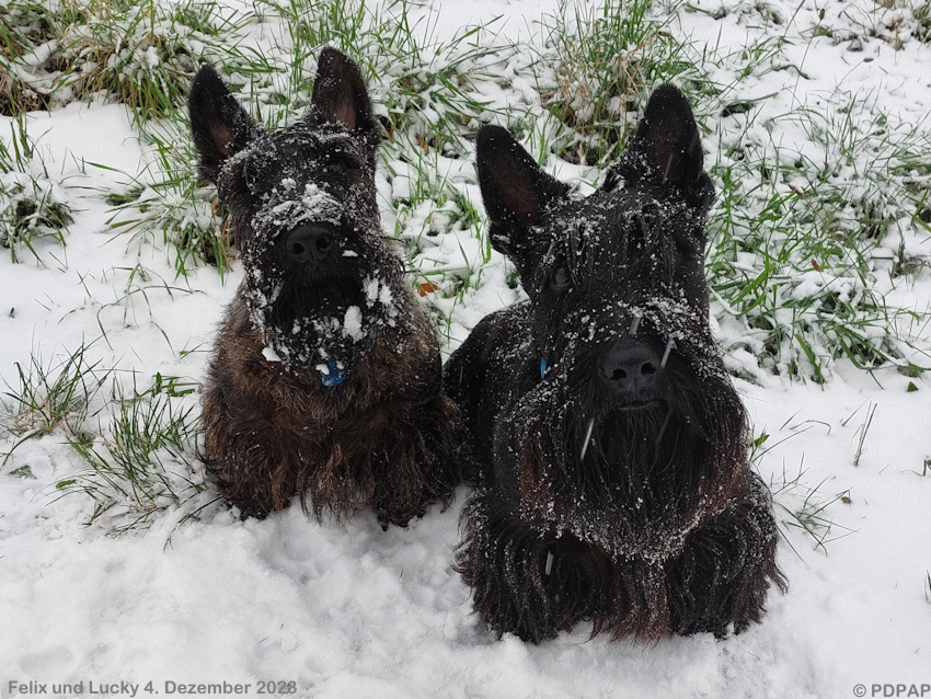 Scottish Terrier