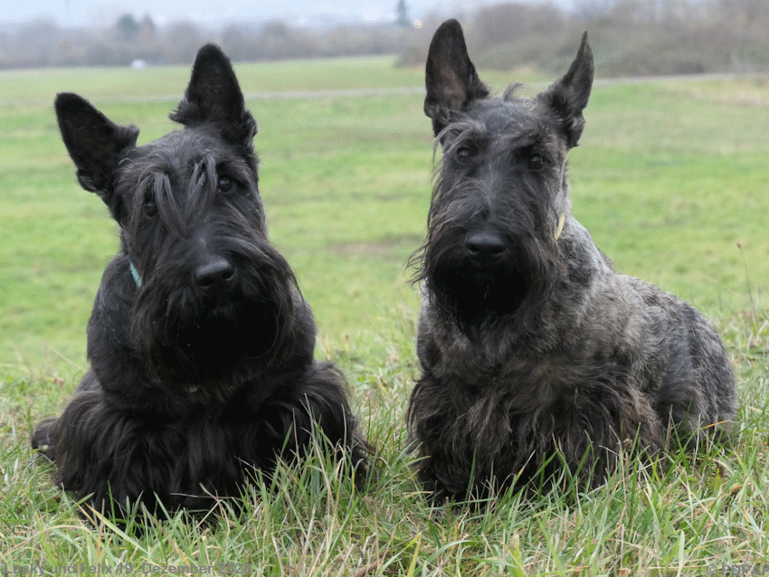 Scottish Terrier