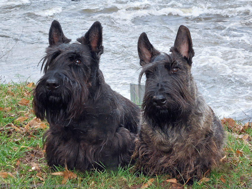 Scottish Terrier