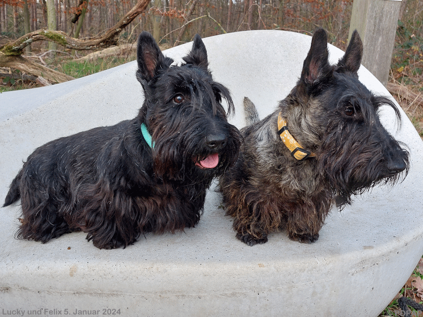 Scottish Terrier