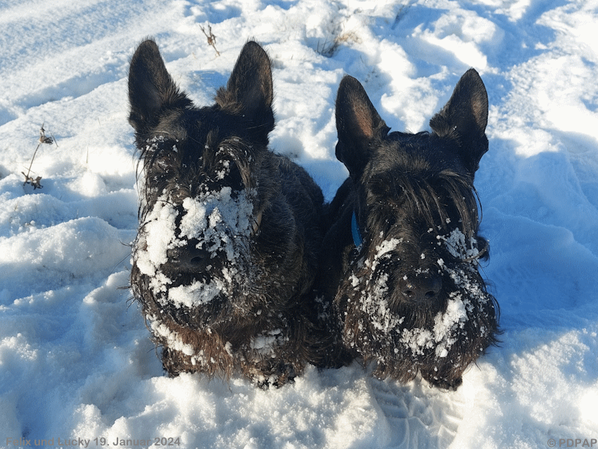 Scottish Terrier