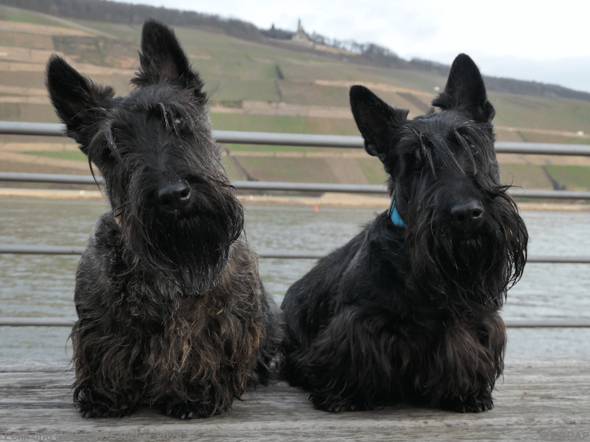 Scottish Terrier