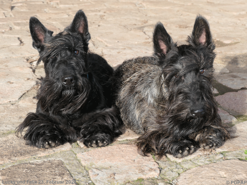 Scottish Terrier