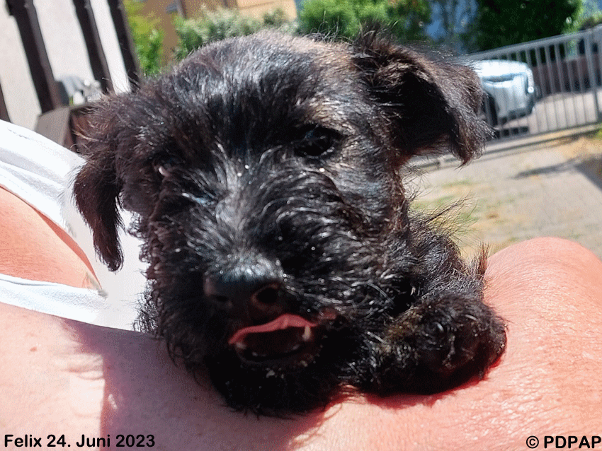 Scottish Terrier