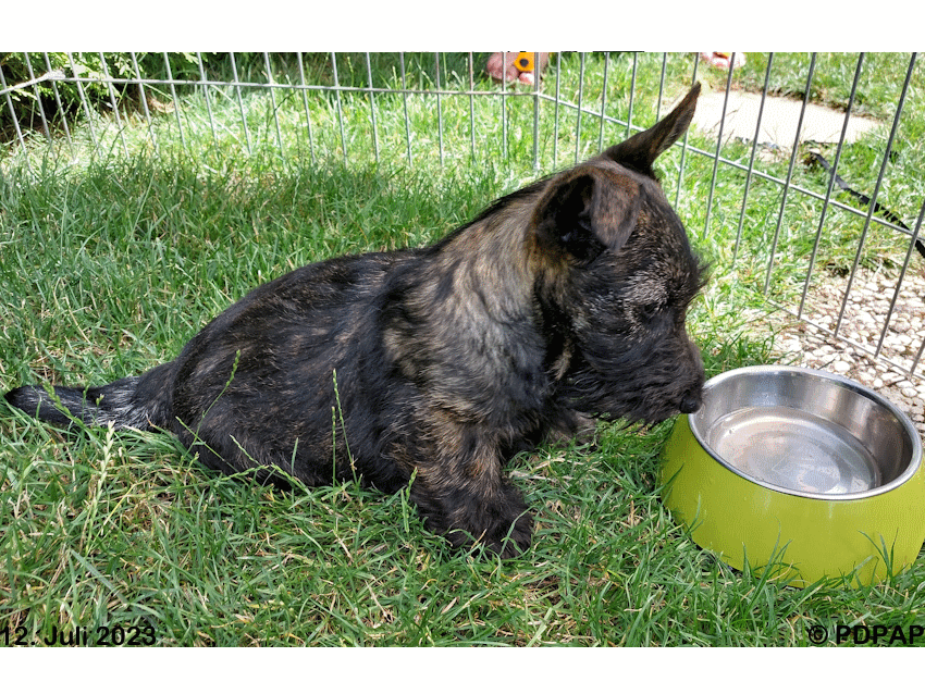 Scottish Terrier