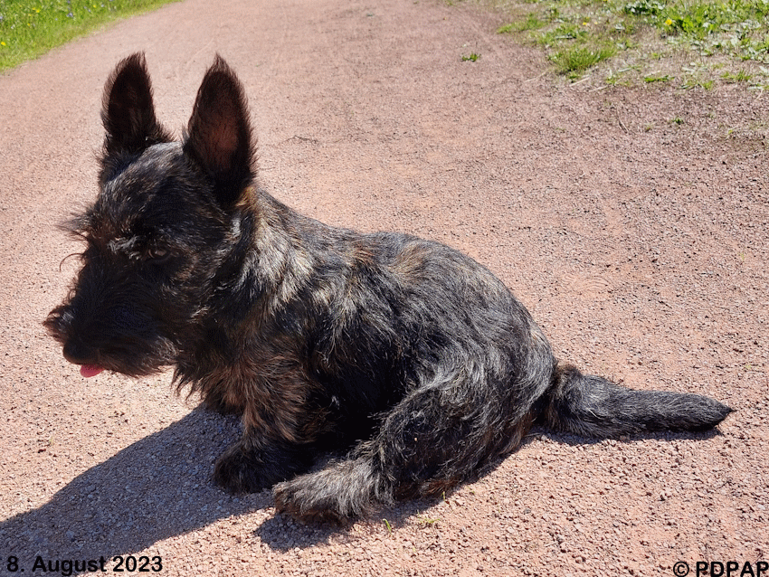 Scottish Terrier