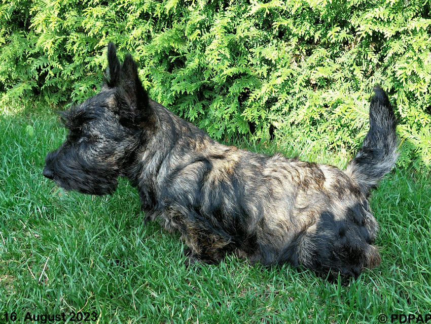 Scottish Terrier