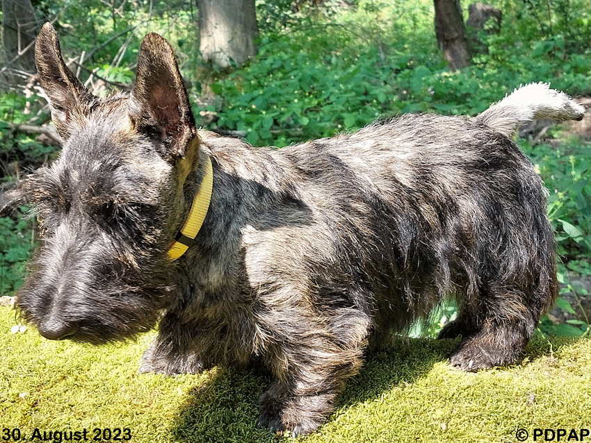 Scottish Terrier