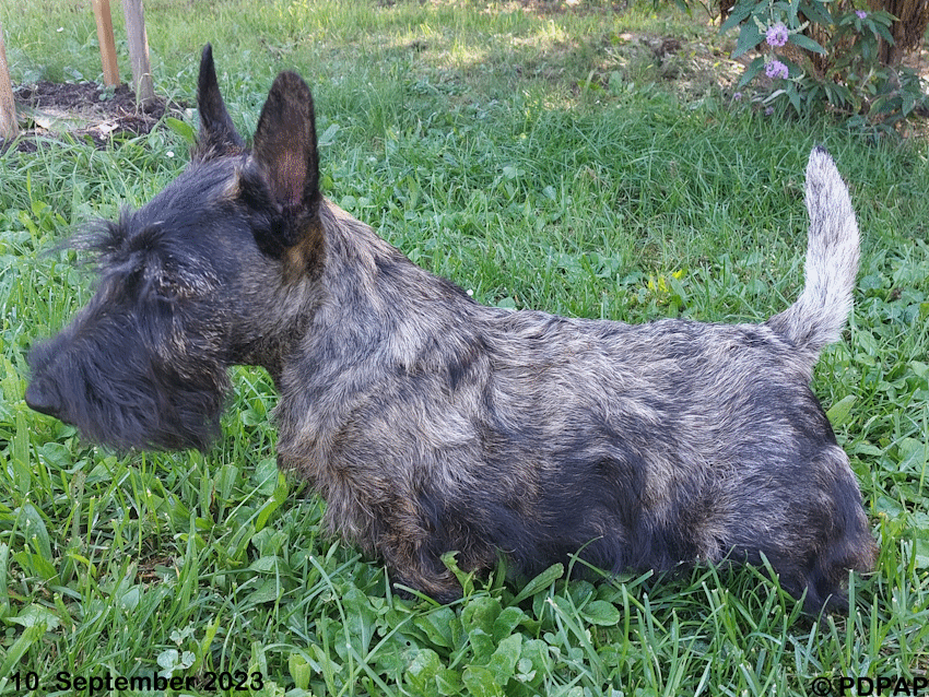 Scottish Terrier