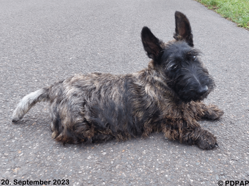 Scottish Terrier