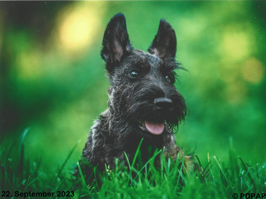 Scottish Terrier