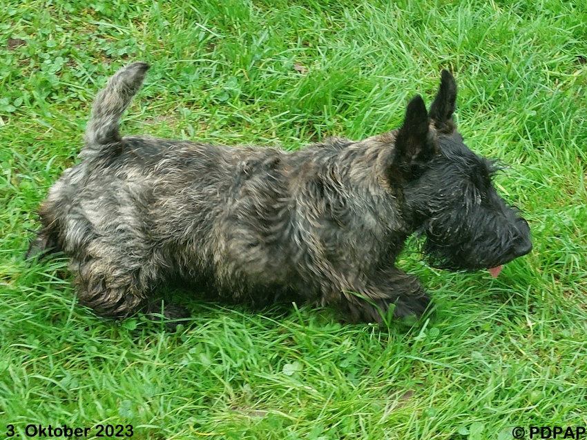 Scottish Terrier