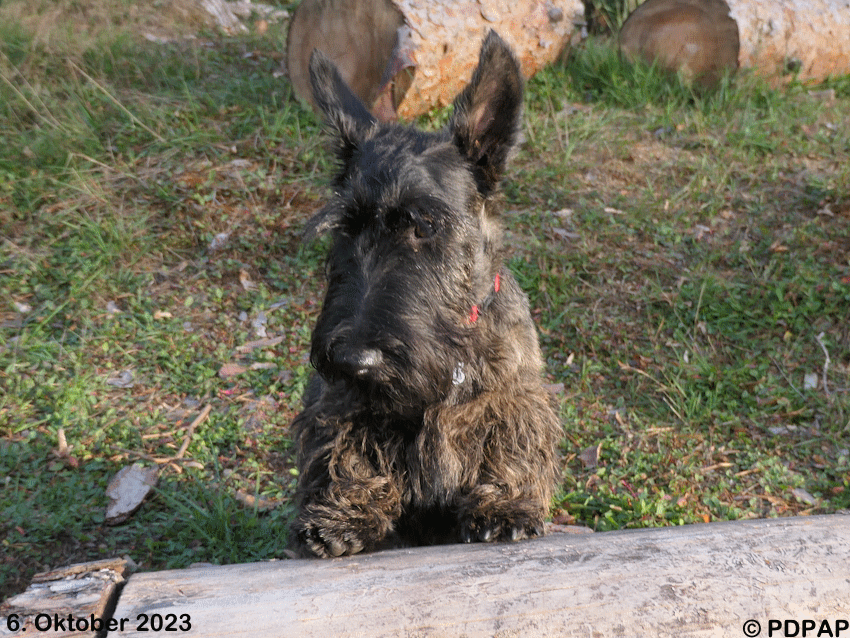 Scottish Terrier