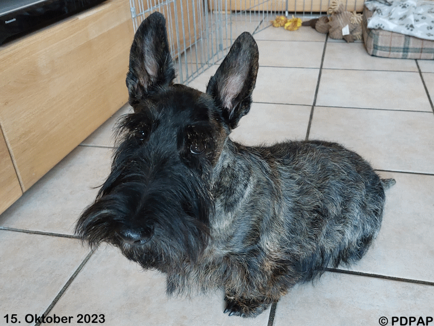 Scottish Terrier