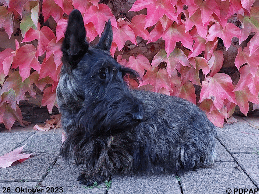 Scottish Terrier