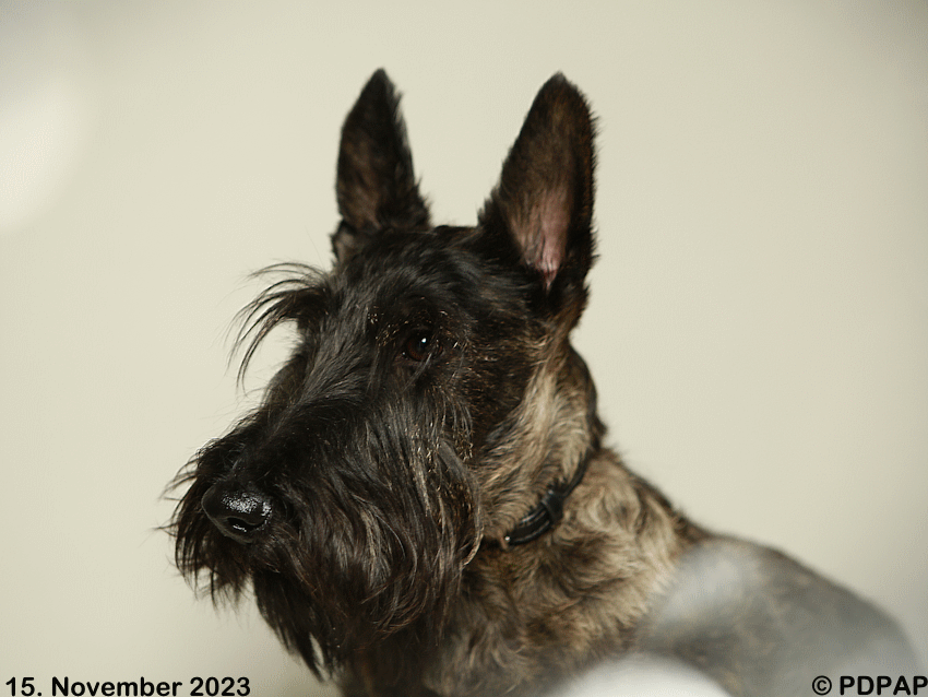 Scottish Terrier