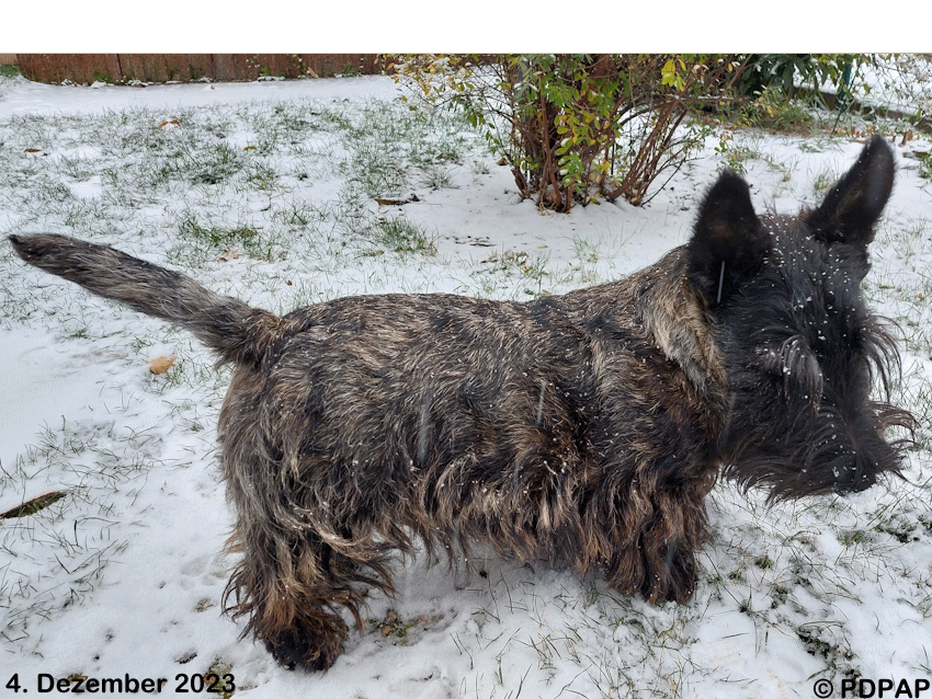 Scottish Terrier