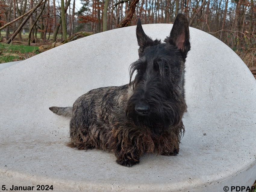 Scottish Terrier