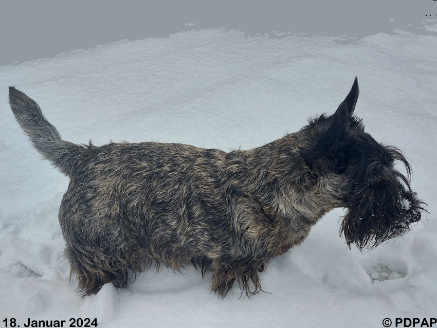 Scottish Terrier