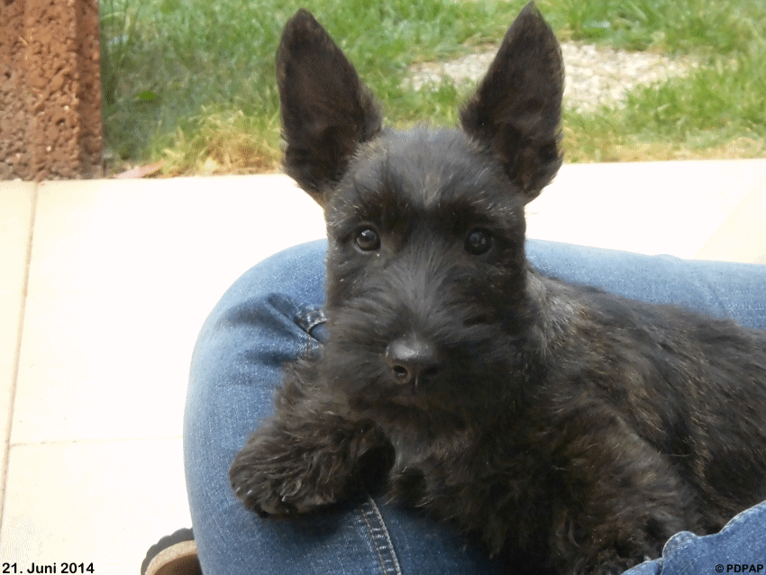 Scottish Terrier