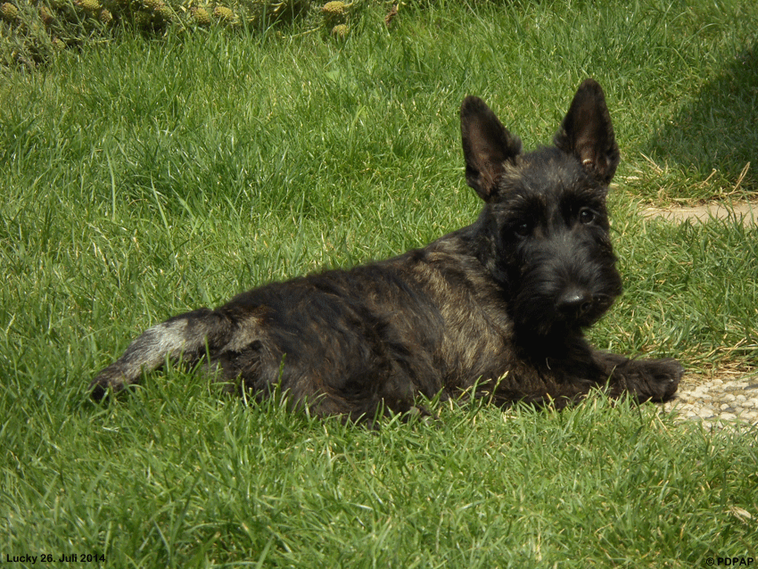 Scottish Terrier