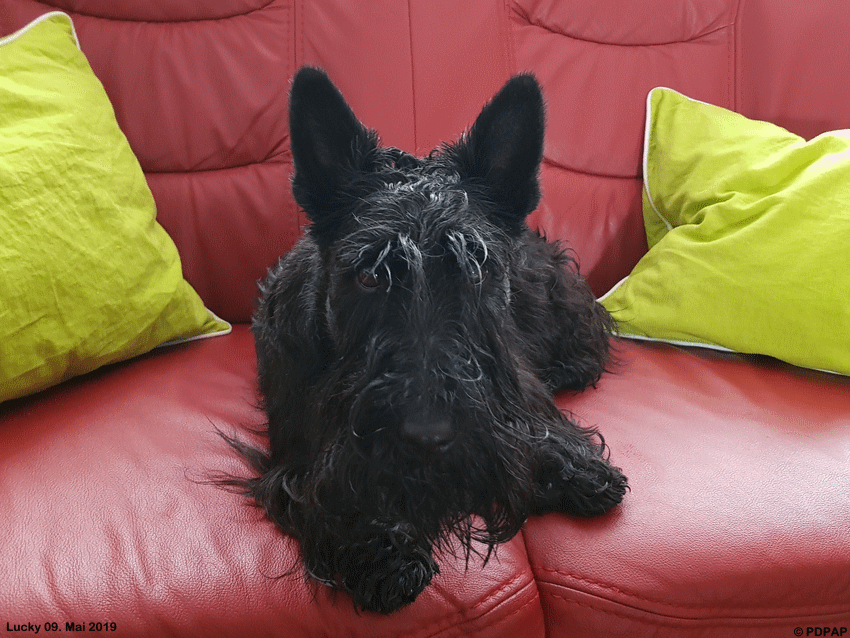 Scottish Terrier