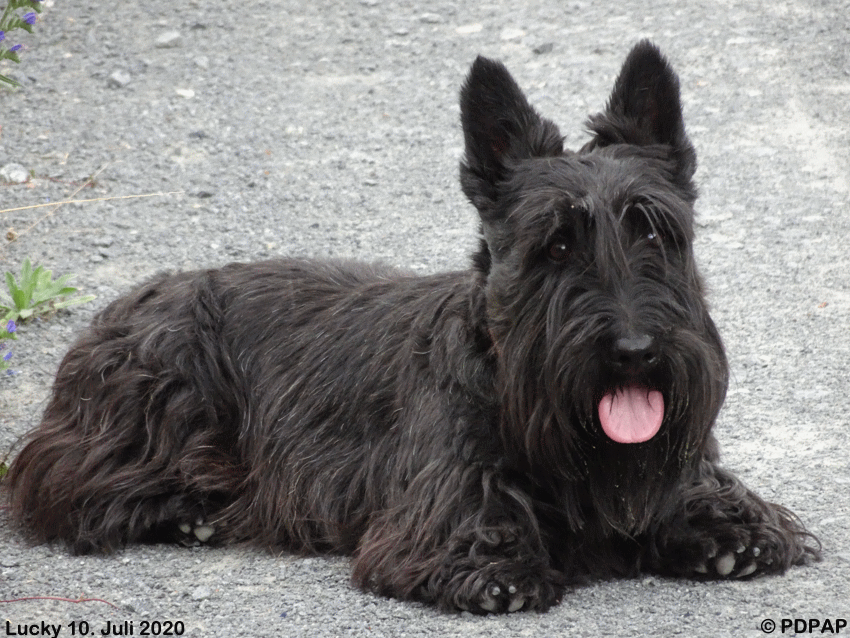 Scottish Terrier