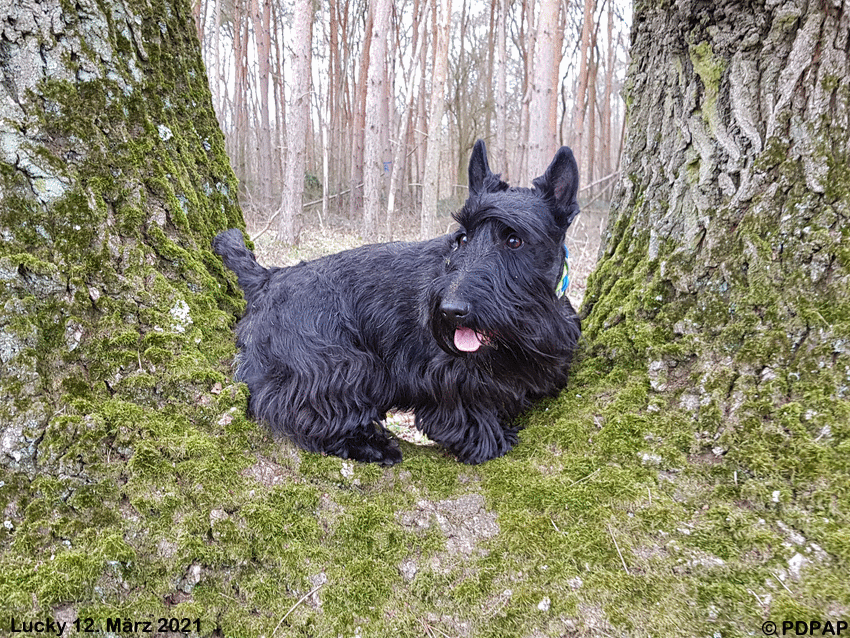 Scottish Terrier