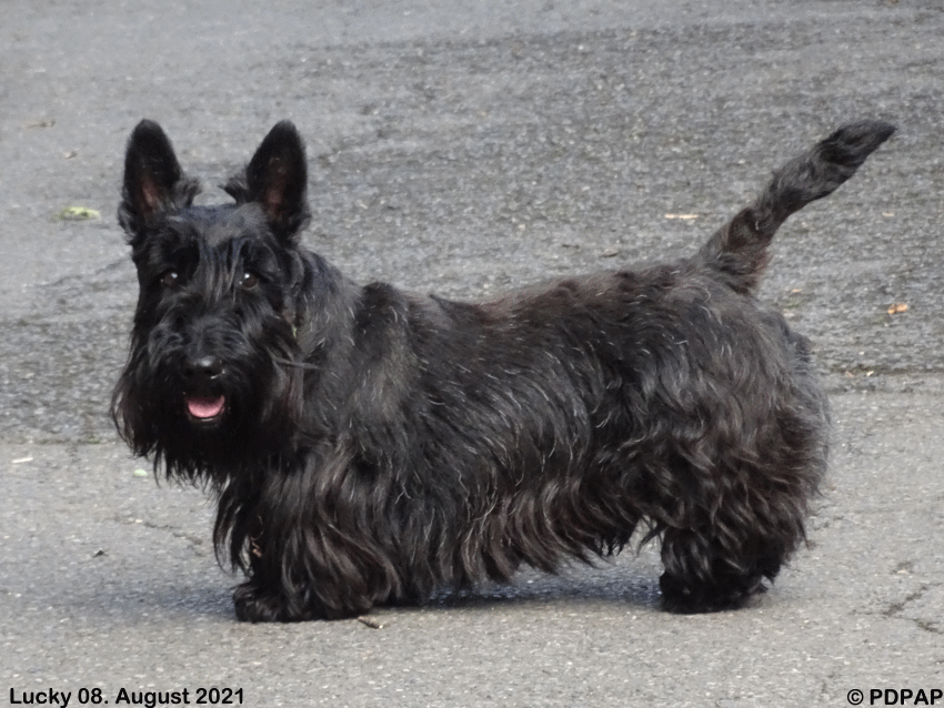 Scottish Terrier