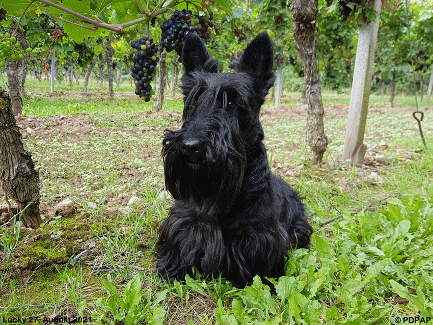 Scottish Terrier