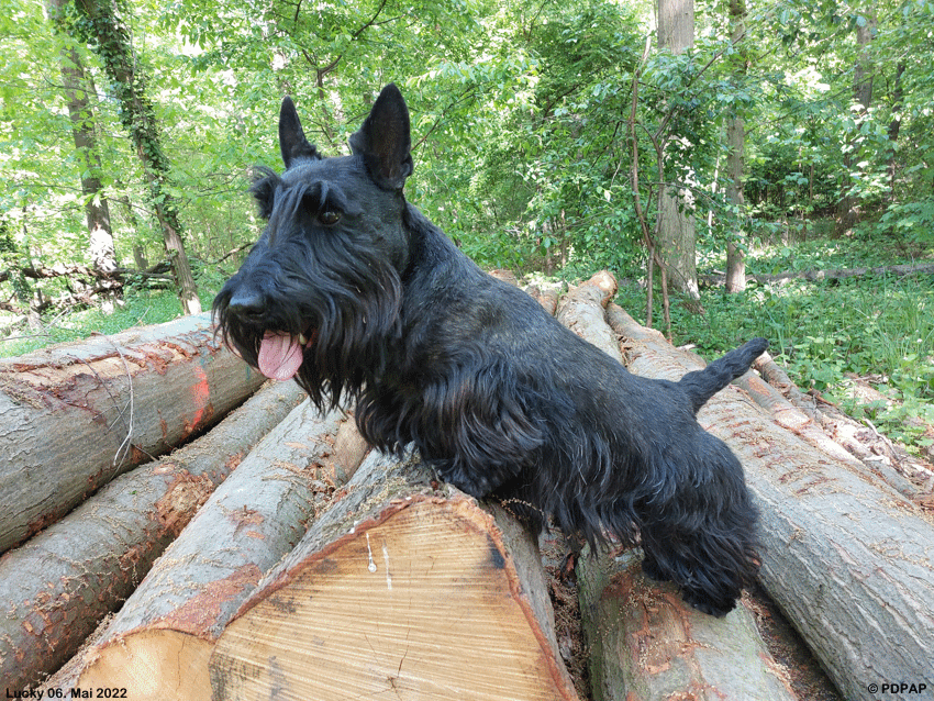 Scottish Terrier