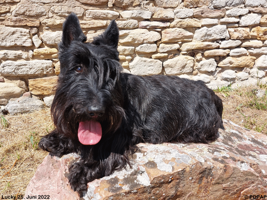 Scottish Terrier