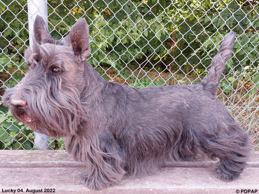 Scottish Terrier