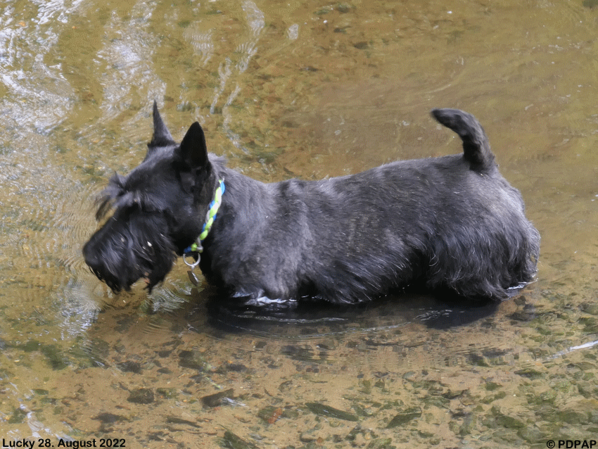 Scottish Terrier