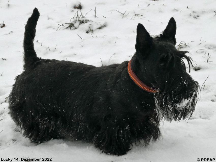 Scottish Terrier