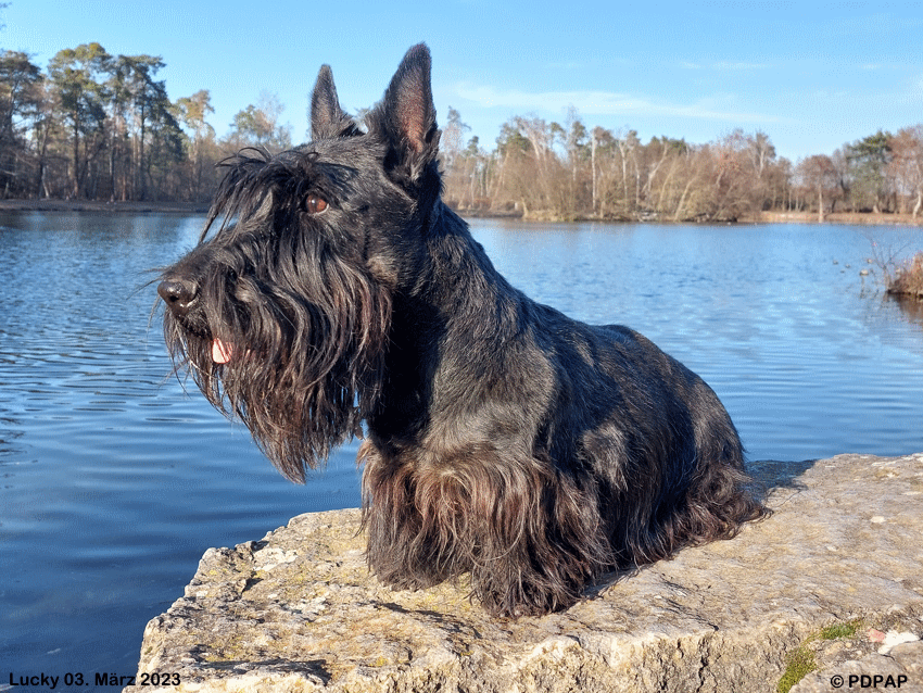 Scottish Terrier